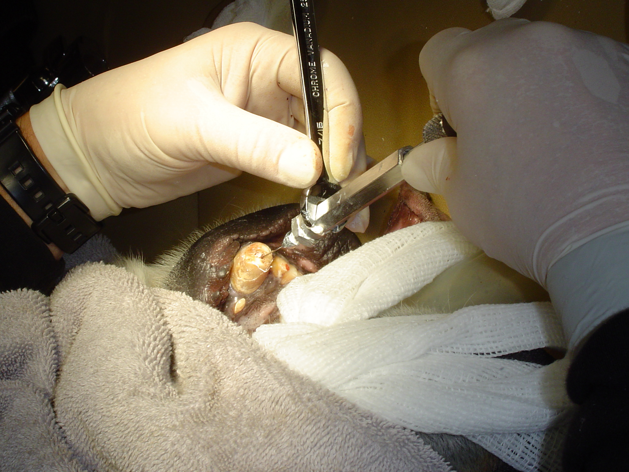 Dr. John Scheels - Exotic Animal Dentistry