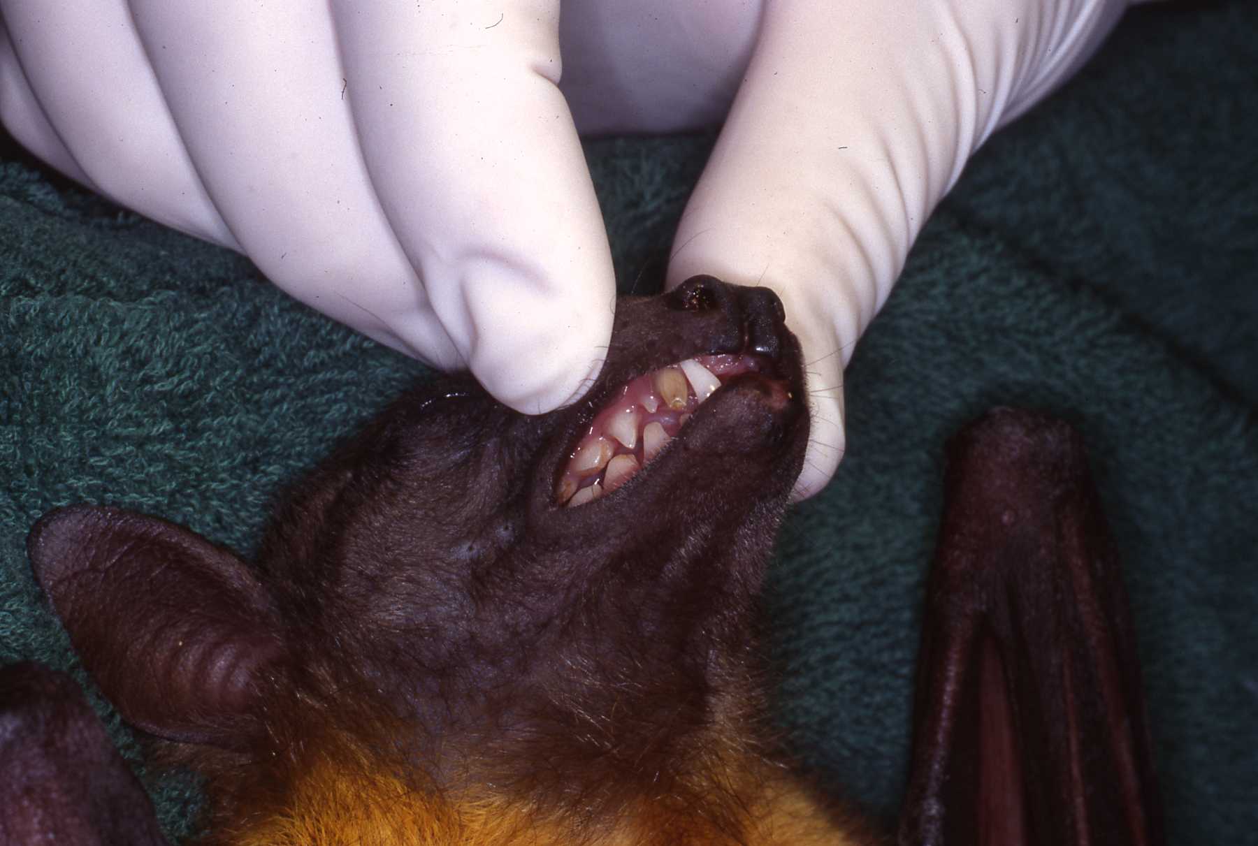 Dr. John Scheels - Exotic Animal Dentistry