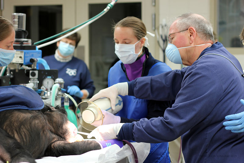 Dr. John Scheels - Exotic Animal Dentistry