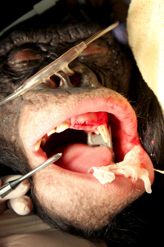 Dr. John Scheels - Exotic Animal Dentistry