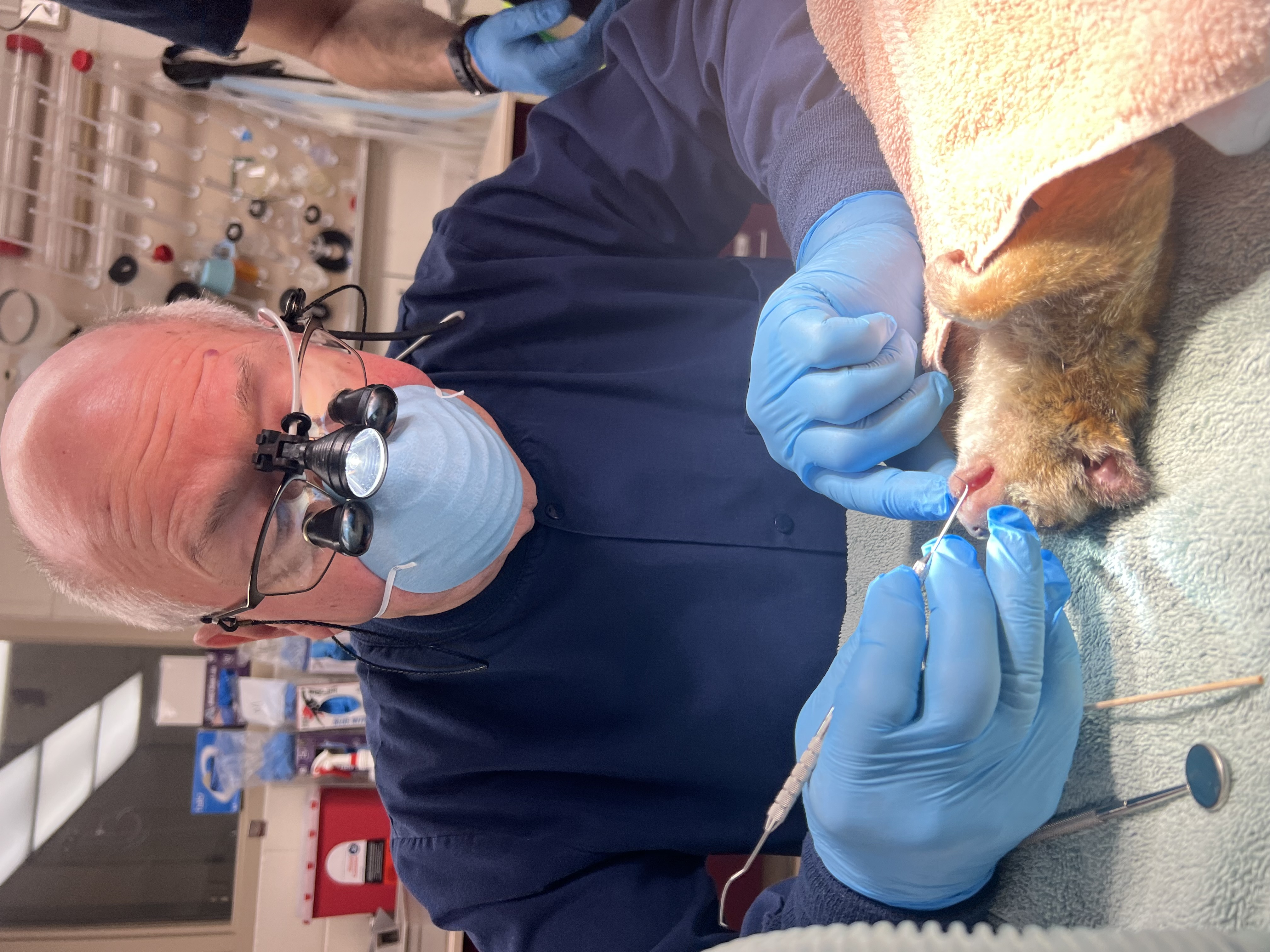 Dr. John Scheels - Exotic Animal Dentistry