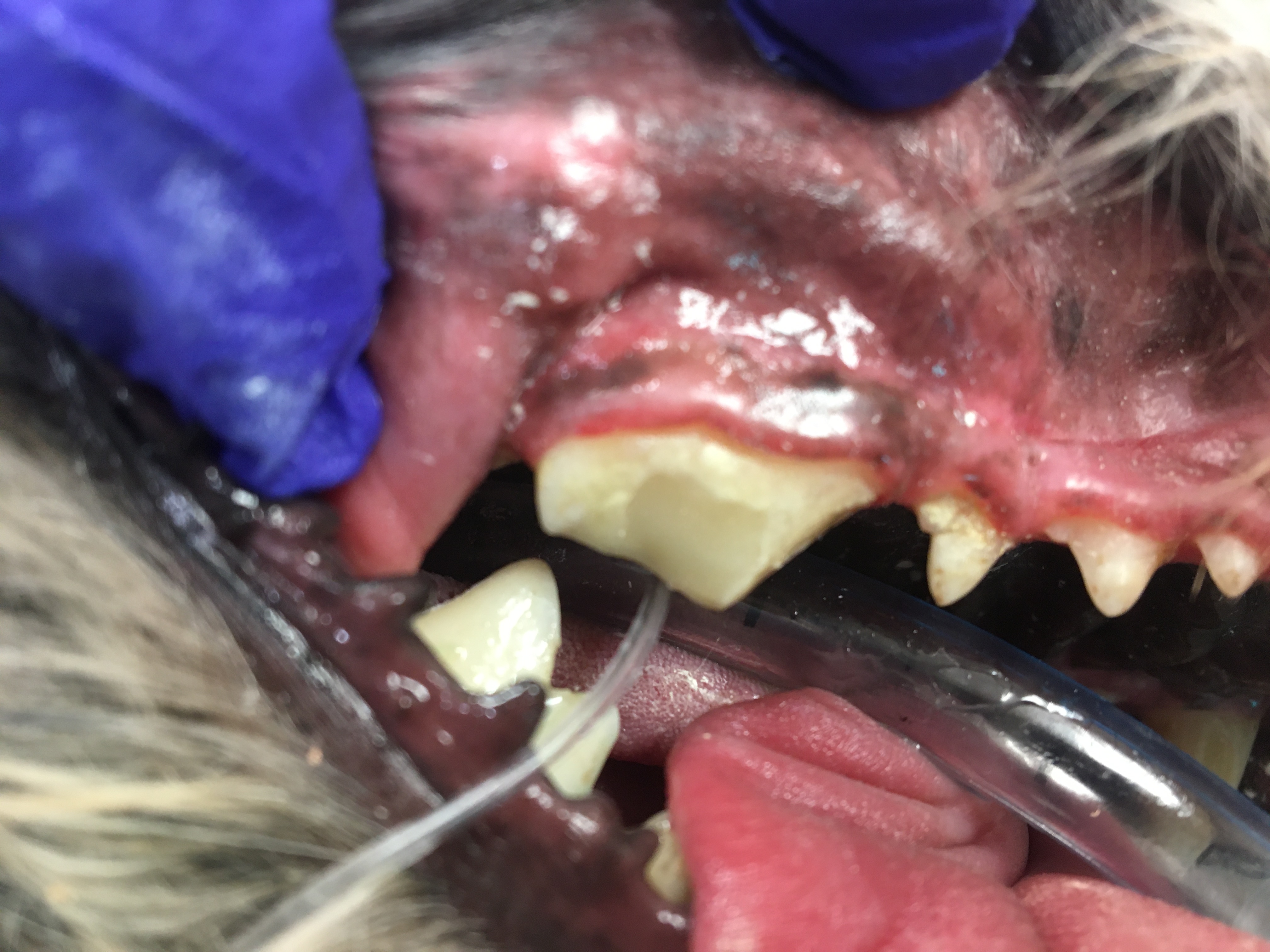 Dr. John Scheels - Exotic Animal Dentistry