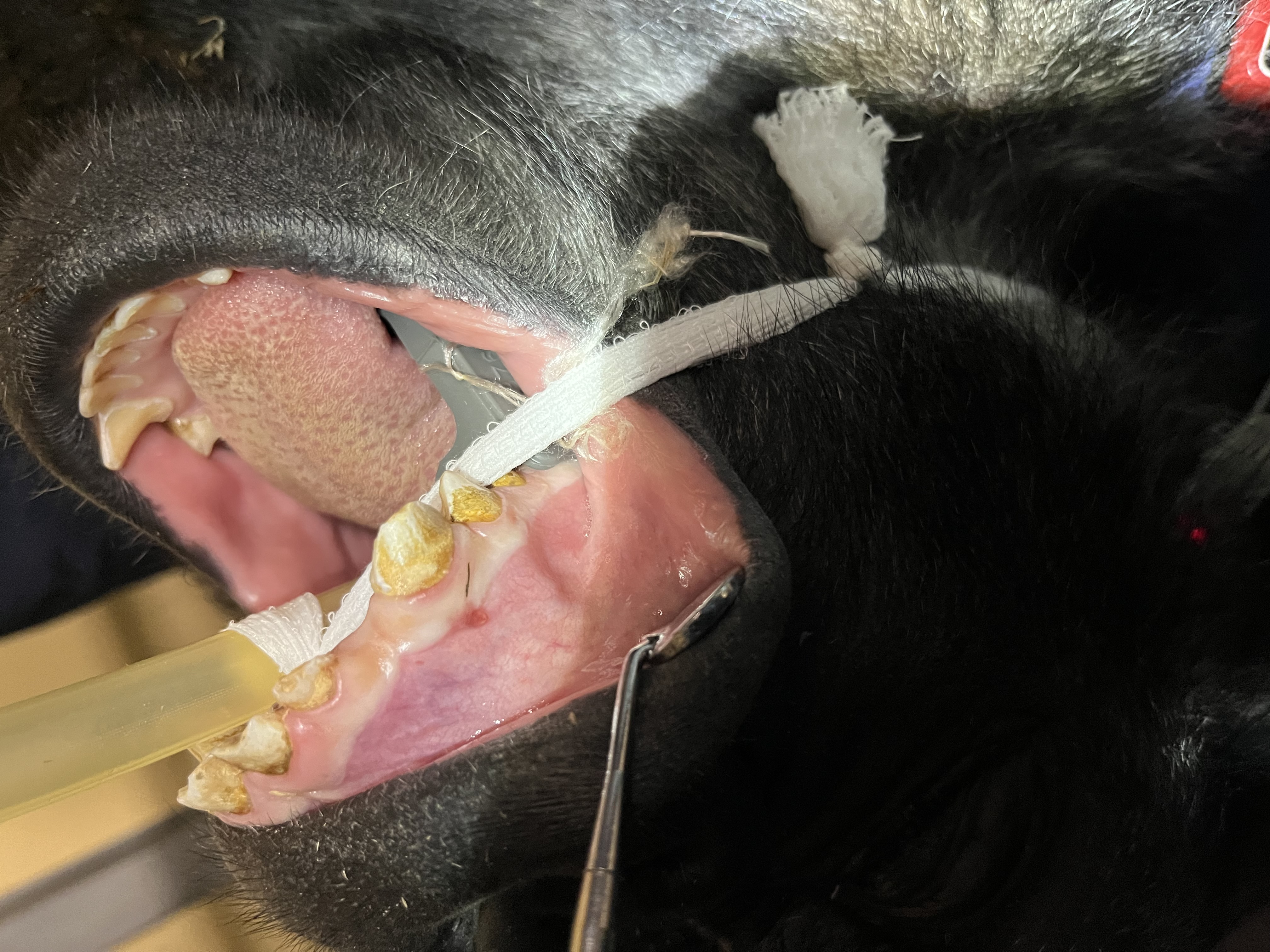 Dr. John Scheels - Exotic Animal Dentistry