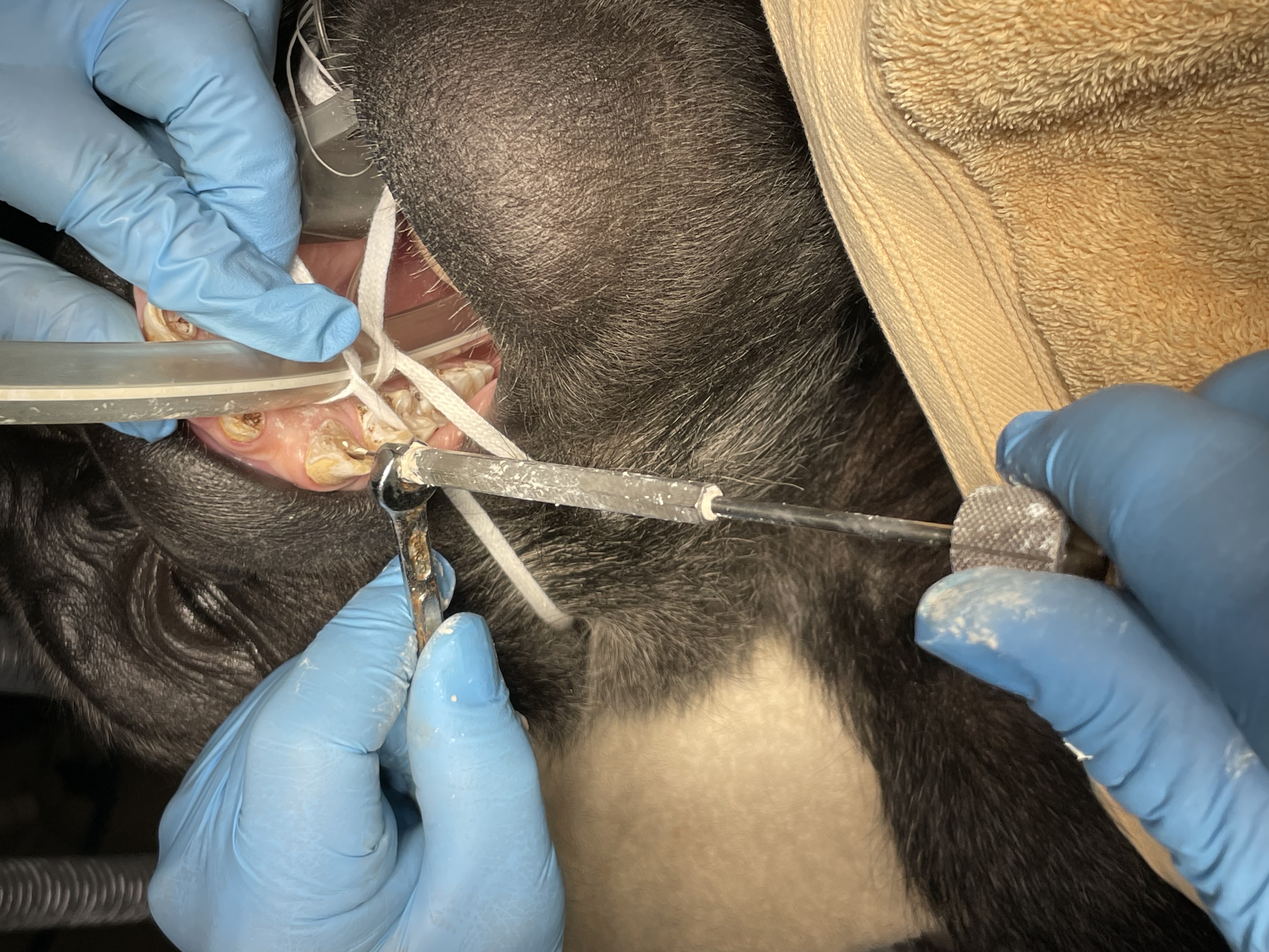 Dr. John Scheels - Exotic Animal Dentistry